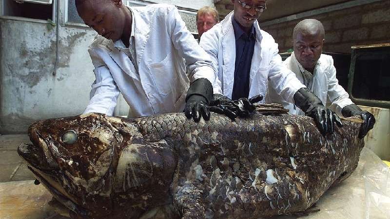 O 'peixe-fóssil' capaz de viver mais de 100 anos - Getty Images