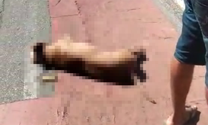 PM mata cachorro a tiros em rua de BH - Reprodução da internet/WhatsApp