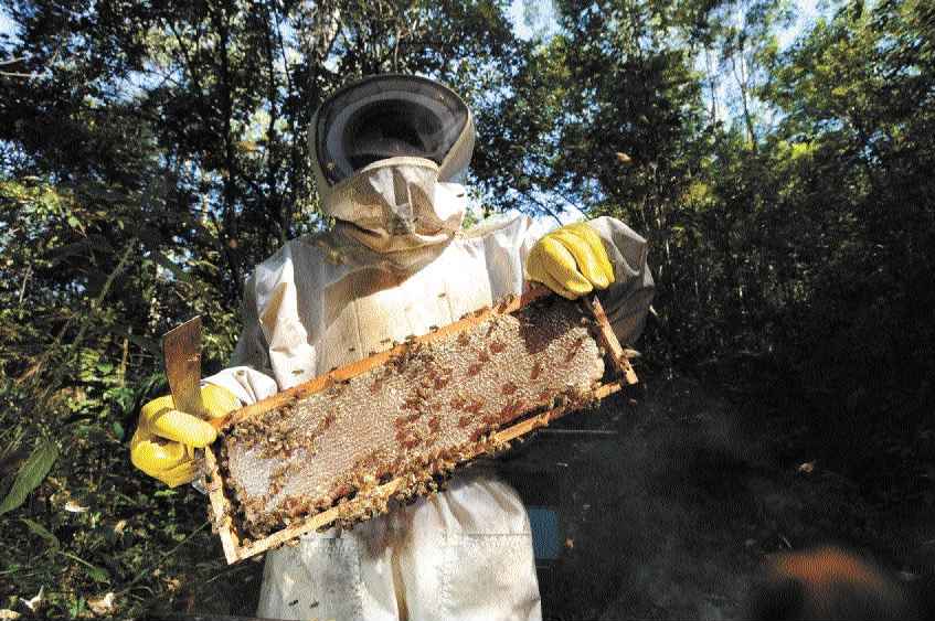 Com propriedades terapêuticas, busca por própolis verde aumenta na pandemia - Leandro Couri/EM/D.A Press