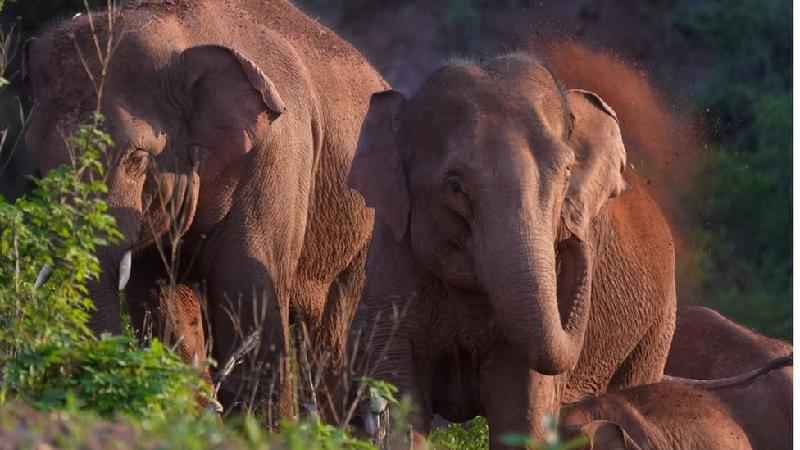 Manada de elefantes intriga cientistas com jornada de 500 km pela China
