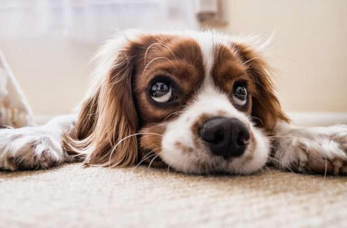 PBH abre agendamento on-line para cirurgia de castração animal - Pixabay/ Reprodução
