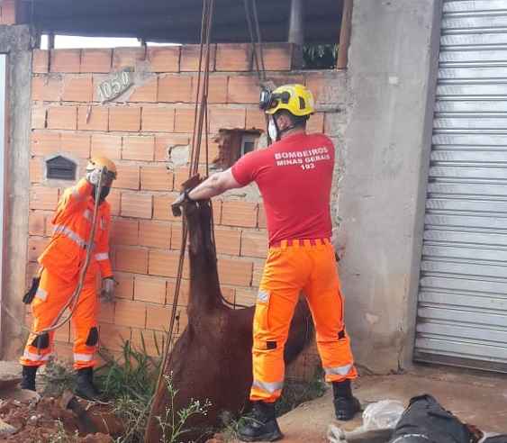 Animais em fossas em cidades do interior movimentam bombeiros - CBMMG/Divulgação