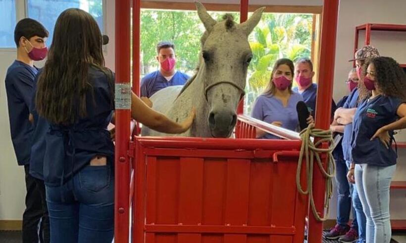 Instituição fará atendimentos gratuitos a cavalos de carroceiros em BH - UNA/Divulgação