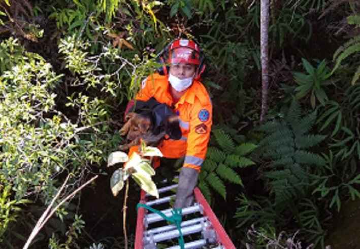 Bombeiros salvam cão e gambá no interior de Minas - CBMMG/Divulgação