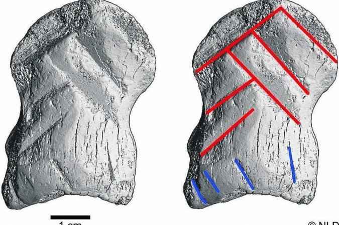 Descoberta: osso esculpido é sinal de atividade simbólica entre neandertais - AFP
