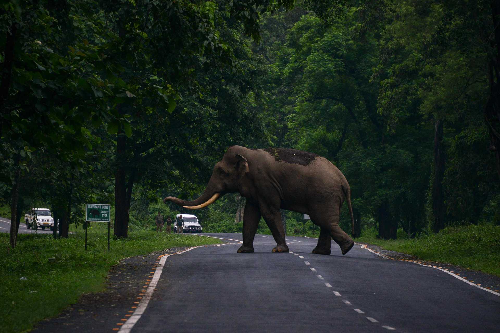 Na China, elefante que se separou de manada é devolvido para casa -  AFP / Diptendu DUTTA