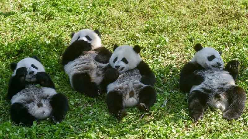 Como os pandas gigantes escaparam da lista de animais ameaçados de extinção - Getty Images