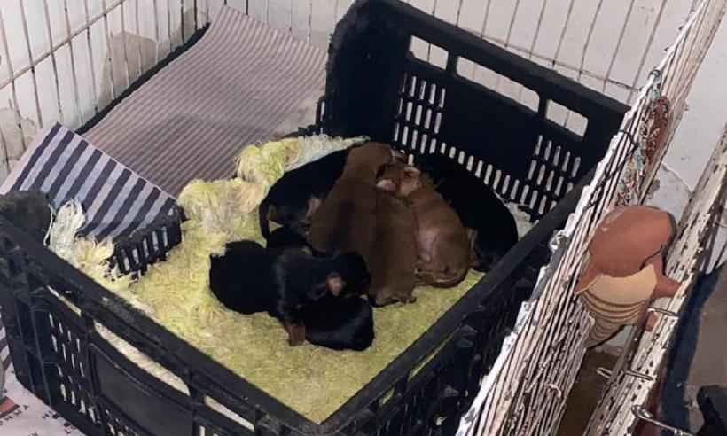 Polícia resgata 35 cães e mulher é presa por maus tratos - MPMG/Divulgação