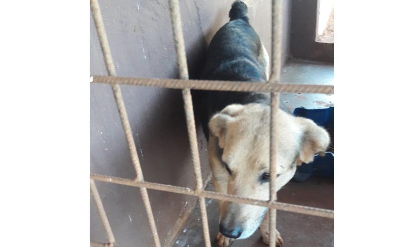 Homem decepa pênis de cachorro durante cruzamento com cadela - Fernanda Montalvão/Jornal Pontal