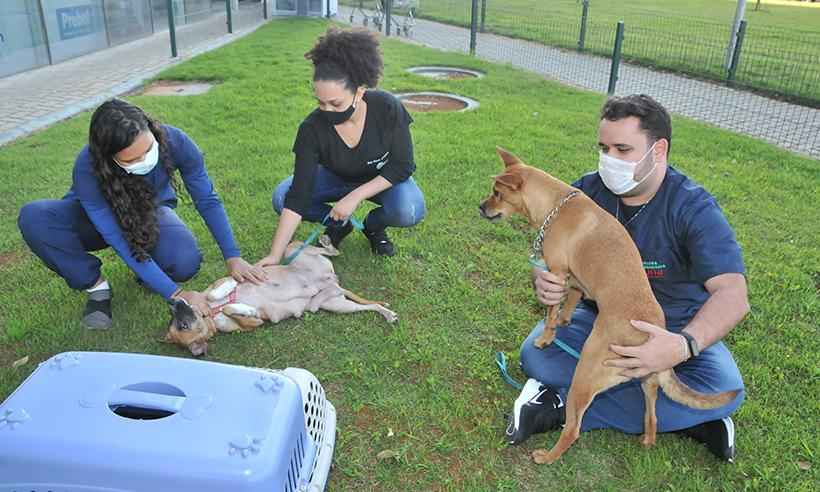 Dia Internacional do Vira-Lata: 12 cães são adotados em feira de pets em BH - Marcos Vieira/EM/D.A Press