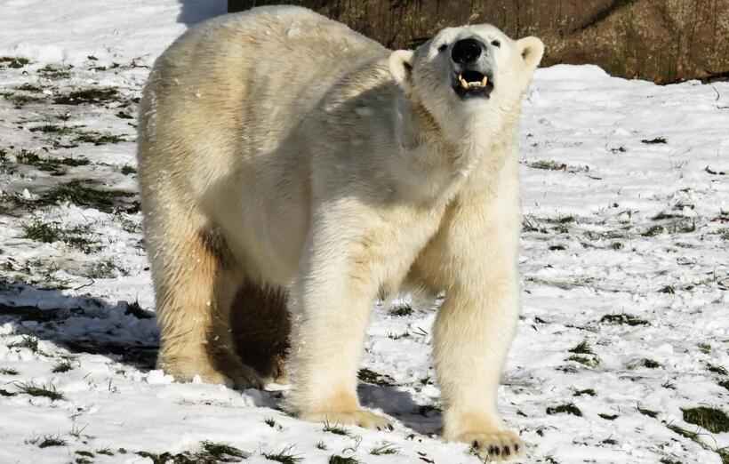 Urso polar 'problemático' da Groenlândia está ameaçado de morte - Reprodução/Pxhere