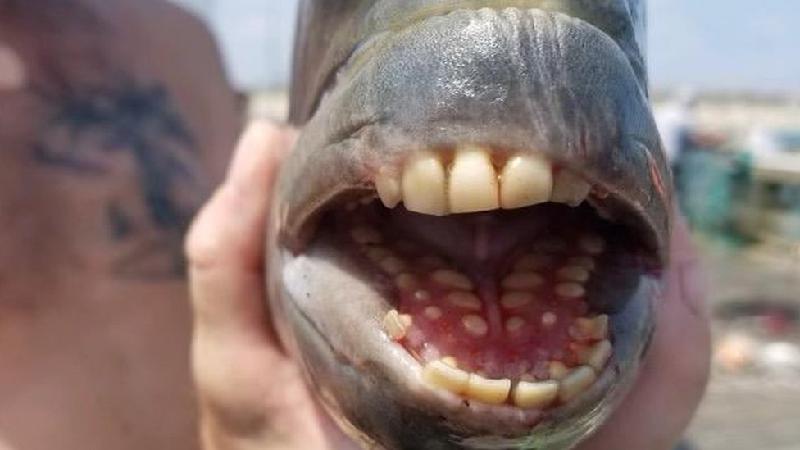 Peixe com dentes 'humanos' é capturado em pescaria