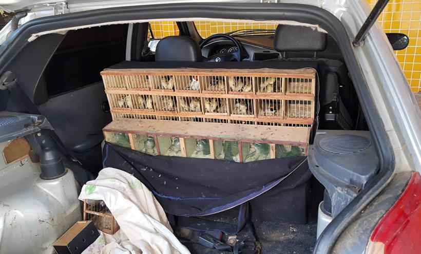 Polícia encontra 157 pássaros nativos em porta-malas de carro - Dvulgação PRF