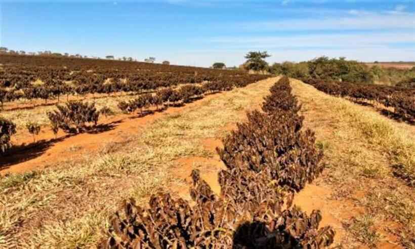 Cafeicultores mineiros pedem ajuda após perda de safras causada por geadas - Divulgação/Emater-MG