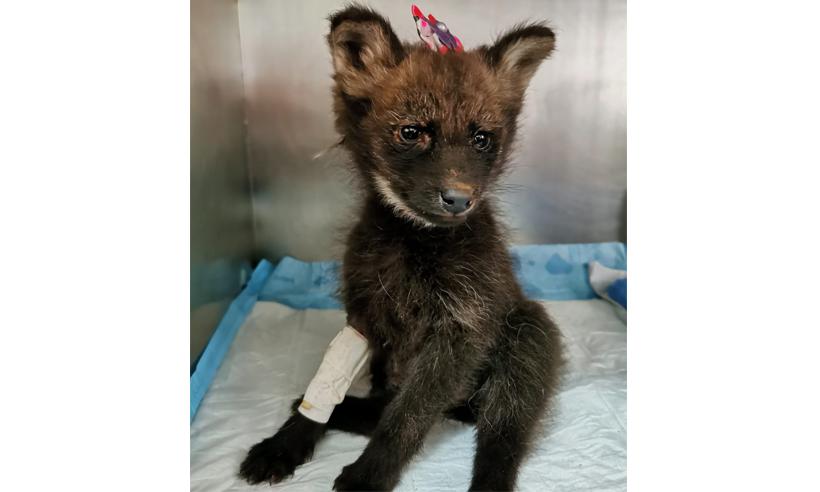 Filhote fêmea de lobo-guará se recupera após ser encontrada perdida no mato - Hospital Veterinário de Uberaba/Divulgação