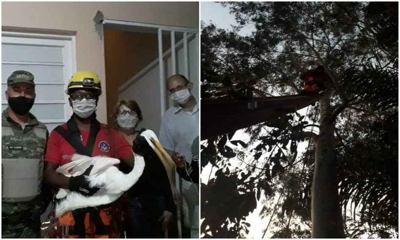 Bombeiros salvam garça presa há 4 dias em árvore de 30m de altura - Corpo de Bombeiros / Divulgação