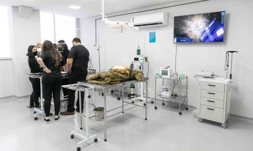 Animais recolhidos da rua pela Zoonoses receberão atendimento gratuito - Janine Moraes/Prefeitura Municipal de Contagem