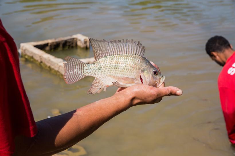 Mais de 50kg de peixes cultivados na Penitenciária de Neves serão doados - Tiago Ciccarini/Sejusp