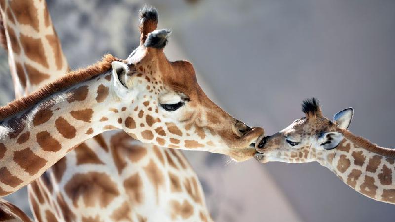 As lições da girafa aos humanos para combater a pressão alta - Getty Images