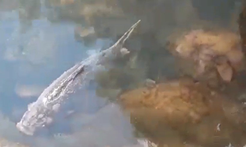 Peixes mortos aparecem boiando em rio de Itapecerica - Divulgação/Reprodução WhatsApp