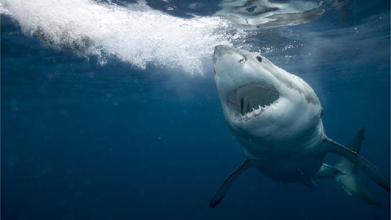Como brasileiros comem tubarão sem saber e ameaçam preservação da espécie - Getty Images