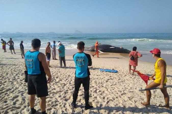 Baleia jubarte de oito metros encontrada morta em praia do Rio; veja vídeo - Guarda Municipal do Rio/ reprodução 
