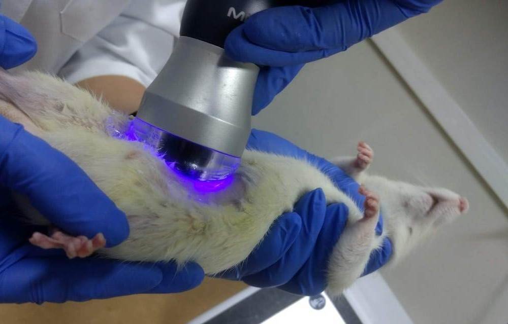 Laser trata obesidade e diabetes 2, mostra estudo de docente da Uemg/Passos - Acervo pessoal/Doutora Fernanda Rossi Paolillo