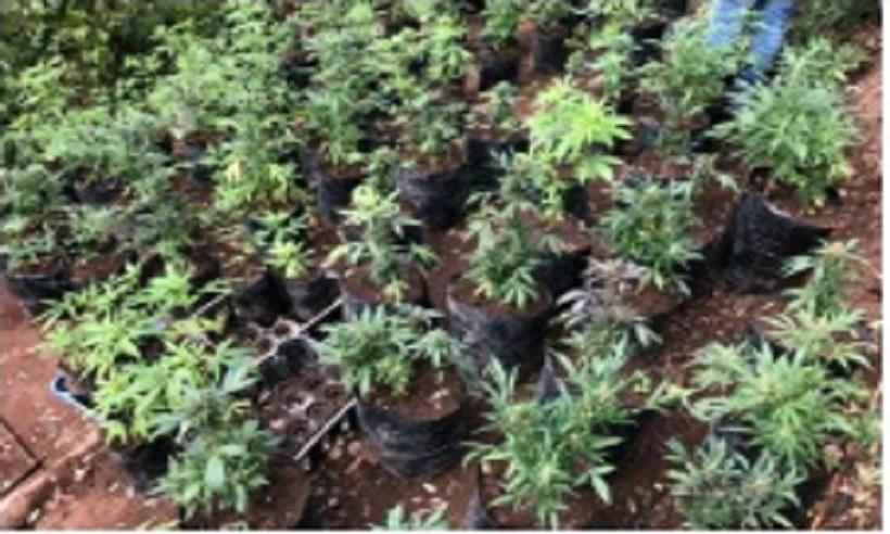 Polícia apreende 700 mudas de maconha em mata fechada de Teófilo Otoni - PCMG