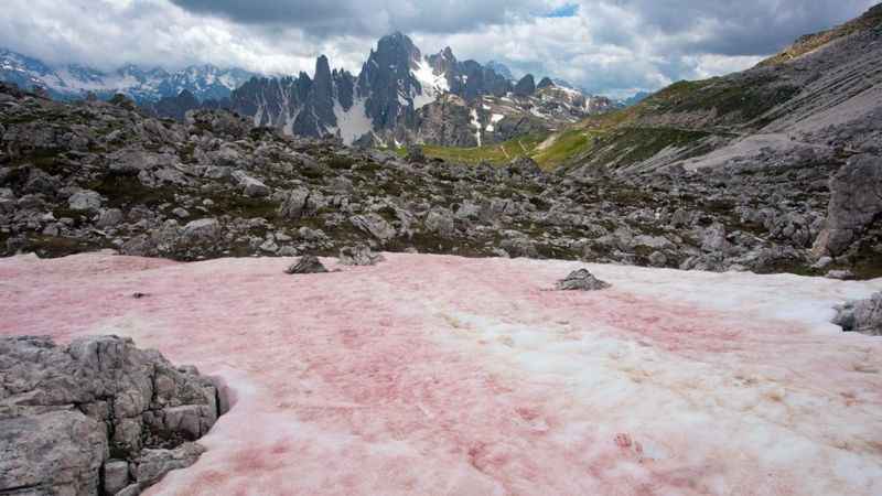 Por que neve dos Alpes está ficando vermelha - BOB GIBBONS/ALAMY