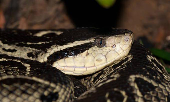 Estudo mostra que veneno de cobra brasileira pode inibir o coronavírus - Instituto Butantã/Getty Images