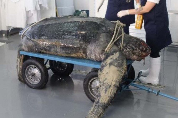 Tartaruga-gigante de 1,25m e 225kg é encontrada em praia de Santa Catarina - Univali/ reprodução