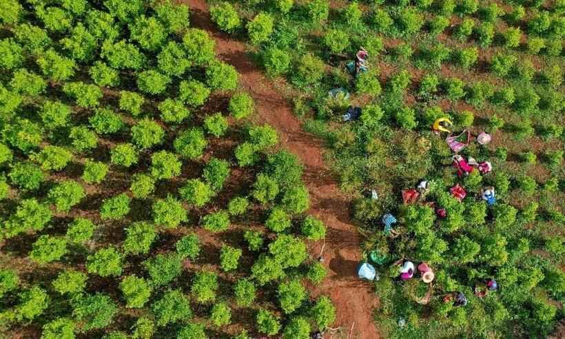Uma viagem às terras de 'San Coca', florescente economia ilegal da Colômbia - Raul ARBOLEDA / AFP
