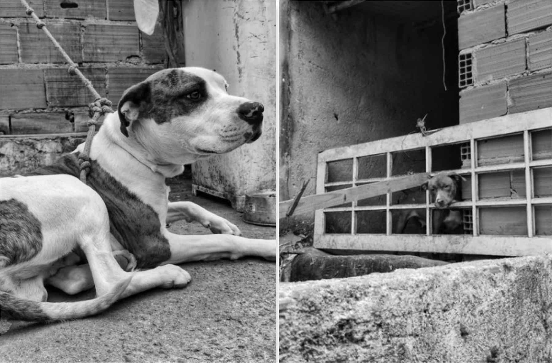 Entre filhotes e adultos, polícia resgata 5 cães vítimas de maus-tratos - Deputado Noraldino Junior via Instagram/Reprodução