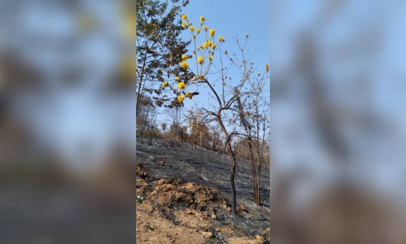 Ipê-amarelo resiste a incêndio e chama a atenção em Minas - Felipe Cruz/Arquivo pessoal