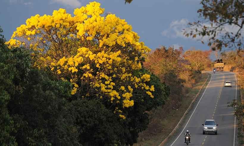 Ipês-amarelos iluminam a paisagem em Minas - Leandro Couri/EM/DA Press
