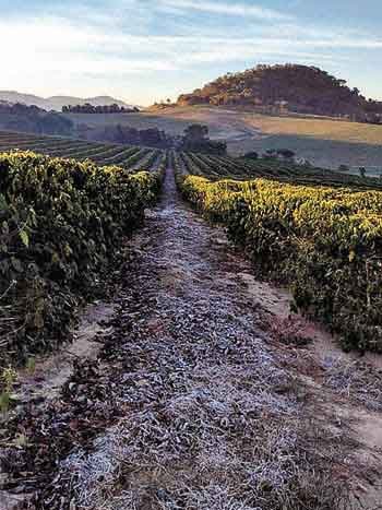 Café acompanha alta dos insumos para salvar próxima safra - Bruno Rodrigues/Divulgação