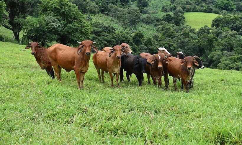 Vaca louca: Secretaria de Agricultura de MG aguarda resultado da análise  - (Pixabay/Reprodução)