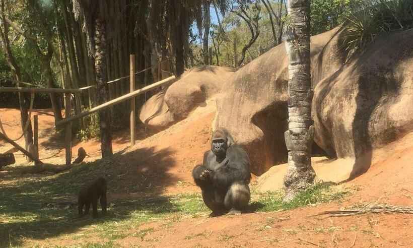 Pai zeloso: Leon redobra proteção a bebê gorila recém-nascido no zoo em BH  - Edésio Ferreira/EM/DA Press