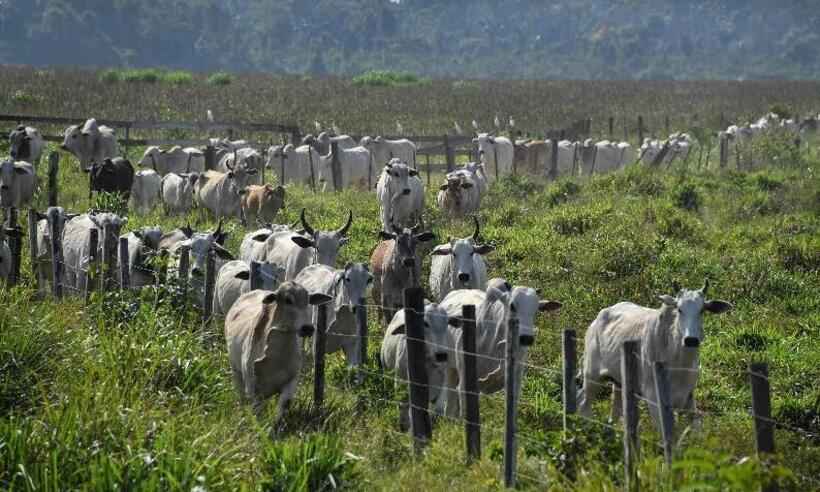 Vaca louca: entidades criam fundo para dar suporte aos pecuaristas em Minas - Nelson Almeida/AFP