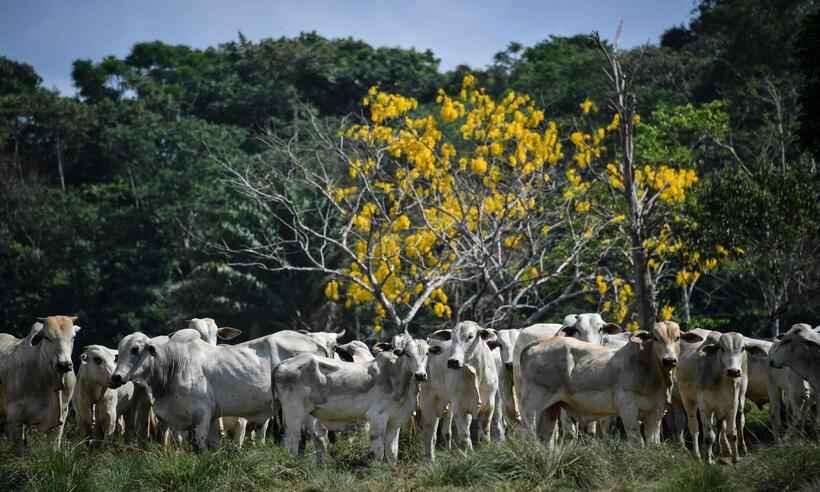 Vaca louca no Brasil: ministra da Agricultura minimiza casos - Nelson Almeida/AFP