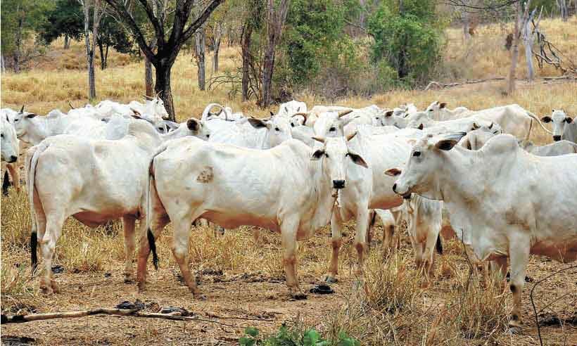 Brasil minimiza casos de vaca louca, mas exportação para China é suspensa - Luiz Ribeiro/DA Press - 24/6/19