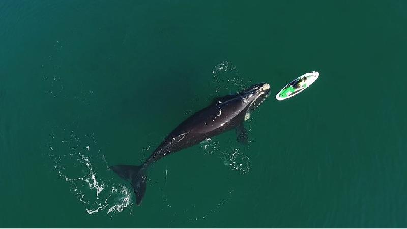 O impressionante encontro entre baleias e banhista na Argentina - @maxijonas/BBC
