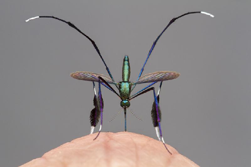 Fotos da vida selvagem: este é o mosquito mais bonito do mundo? - Gil Wizen/WPY