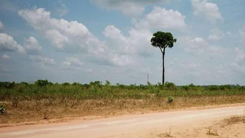 Amazônia: é possível salvar a floresta com dinheiro?