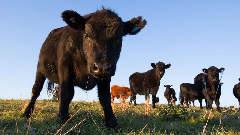 Vaca louca: por que novos casos no Brasil são menos graves que epidemia letal dos anos 1990 - Getty Images