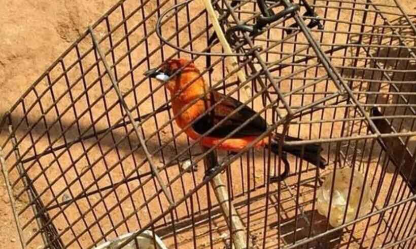 Idoso que mantinha 22 pássaros em cativeiro é preso e multado - PMMG/Divulgação