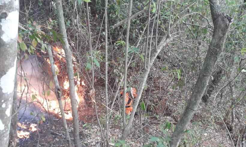  Fogo iniciado em canavial já consumiu mais de 12 hectares de mata - Corpo de bombeiros/Divulgação