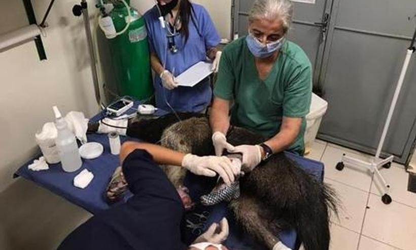 Toda semana são resgatados 17 animais silvestres em Uberaba - HVU/Divulgação