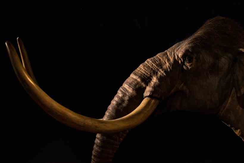 Empresa americana tentará recriar espécie de mamute - April Pethybridge/Unsplash