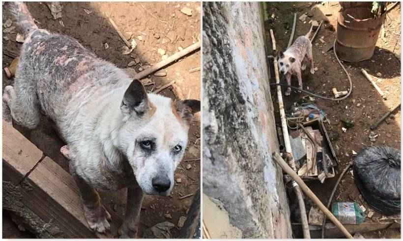 PM resgata cão preso sem água e sem comida e tutor vai parar na delegacia - PMMG/Divulgação